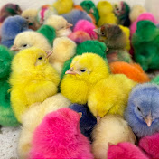 Ayam Rainbow Zoo