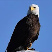 DEADLY EAGLE