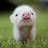 @chickenpigg-hd