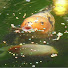 eqLEJuJ6t2M-channel-avatar-Koi Pond Lifestyle.