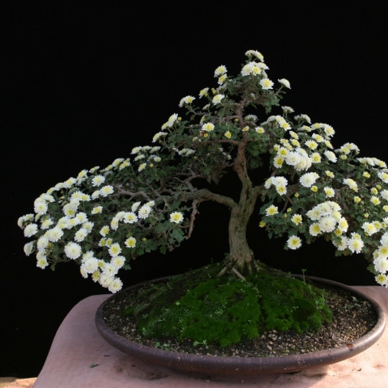 파주국화분재 Logo