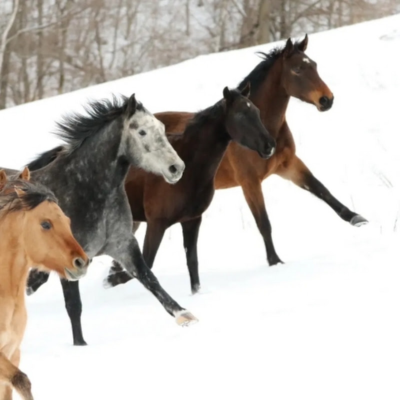 釧路セントラル牧場