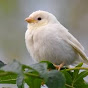 Sparrow - @oliviatocali YouTube Profile Photo