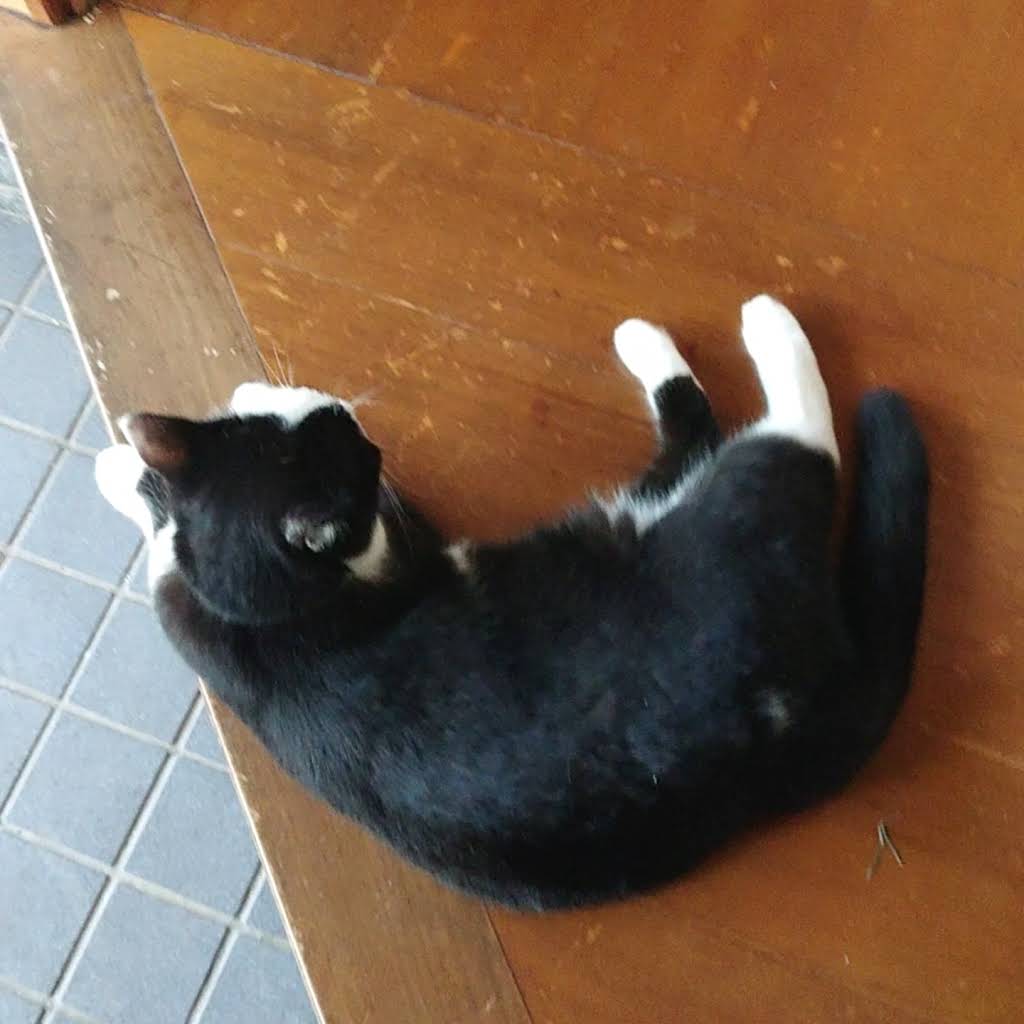Post from るる*にゃんこ🐈️ - YouTube