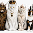 JyG9xFAkL6Q-channel-avatar-Crazy Maine Coon Family 