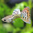 @Fish4Ever Avatar