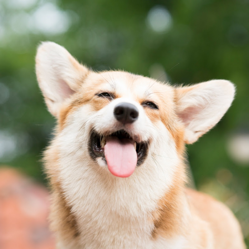 Funny Dog Videos icon