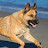 @LadyandtheTramp3.0 Avatar