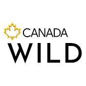 Canada Wild