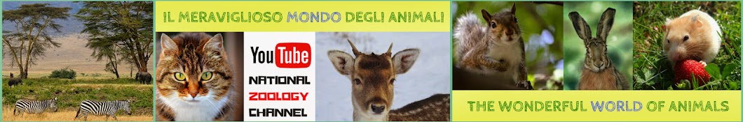 NATIONAL ZOOLOGY Avatar canale YouTube 