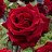 @rose-k1q6t