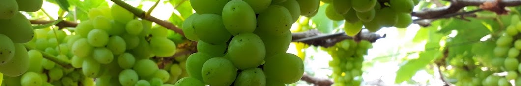 Grapes Farmer ইউটিউব চ্যানেল অ্যাভাটার