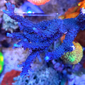 The Acro Reef