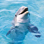 Tina's Dolphin