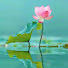 JQeDenZlAYA-channel-avatar-วัดป่าโคกเจริญธรรม
