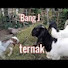 4aPtR7wCJoI-channel-avatar-Bang J Ternak