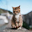 @ahmedasd3231