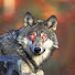 2vznX53lLDQ-channel-avatar-Wolf and Pals