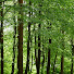 a-kNPX2j0XU-channel-avatar-Forest every day