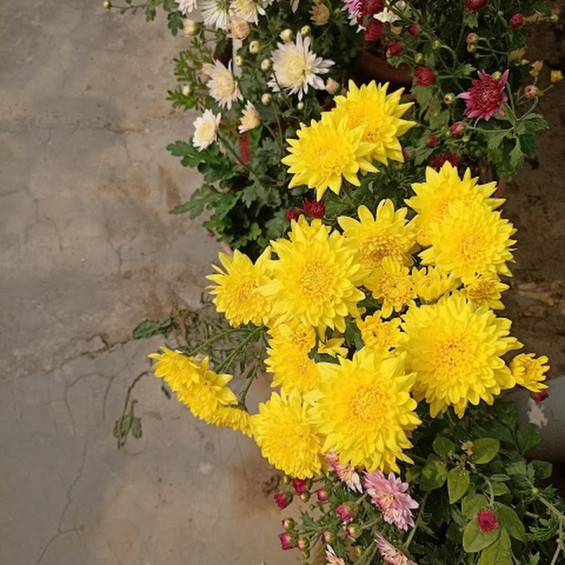 Ritu  Terrace garden 