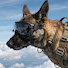 mDA3doeQIBE-channel-avatar-Dog Training