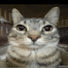 QruYNp2Jvb4-channel-avatar-CatMemeShow
