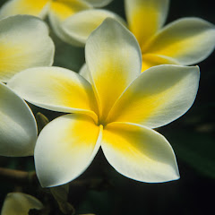 Vanuatu music long 1980