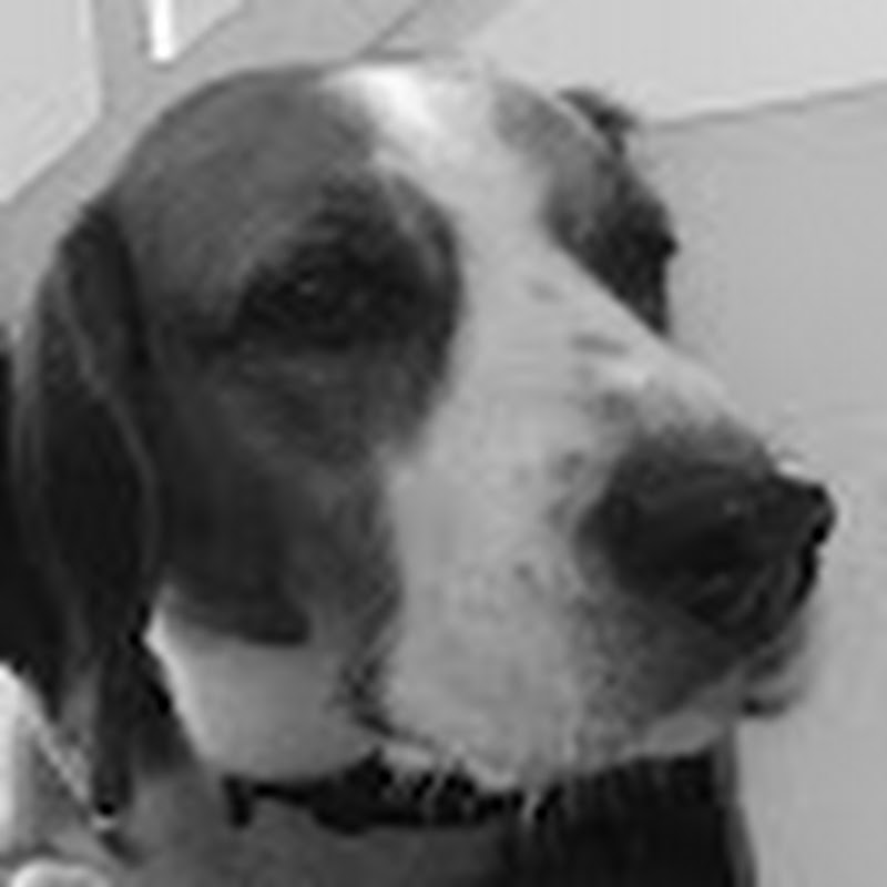 Hire Ken n' Bowie — Pets & Animals YouTube creator for sponsorships