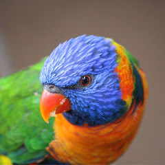Parrot Parody