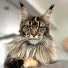 aVr6LieE0C0-channel-avatar-Mountain Crest Maine Coons