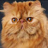 90DPWBPbtAE-channel-avatar-Lazy Orange Cat