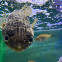 プロシュート弟子