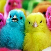 Gokil Color Chicken