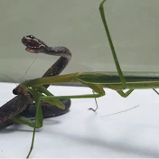 Mantis 3m