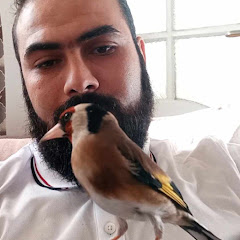 Birds of Paradise - طيور الحب avatar