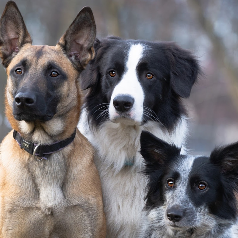 Konura | Школа виховання собак Андрія Долженко Logo