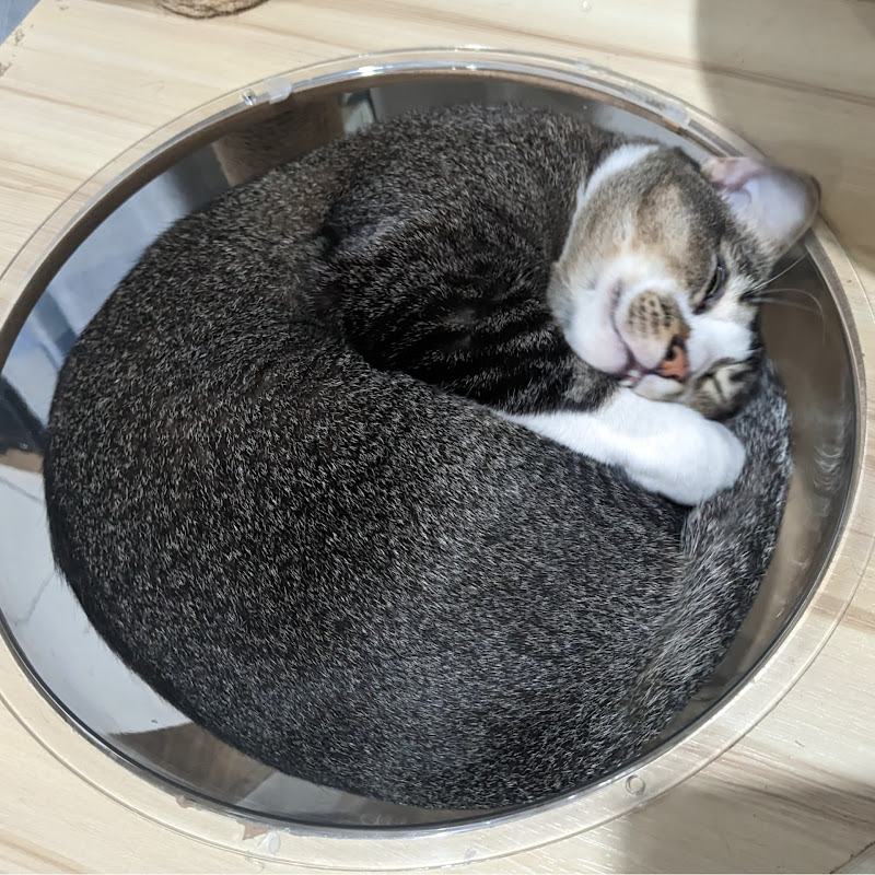 Wagashi Cats ASMR icon