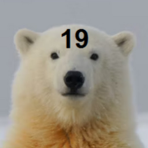 Bear19