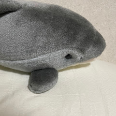 イルカの日常部屋