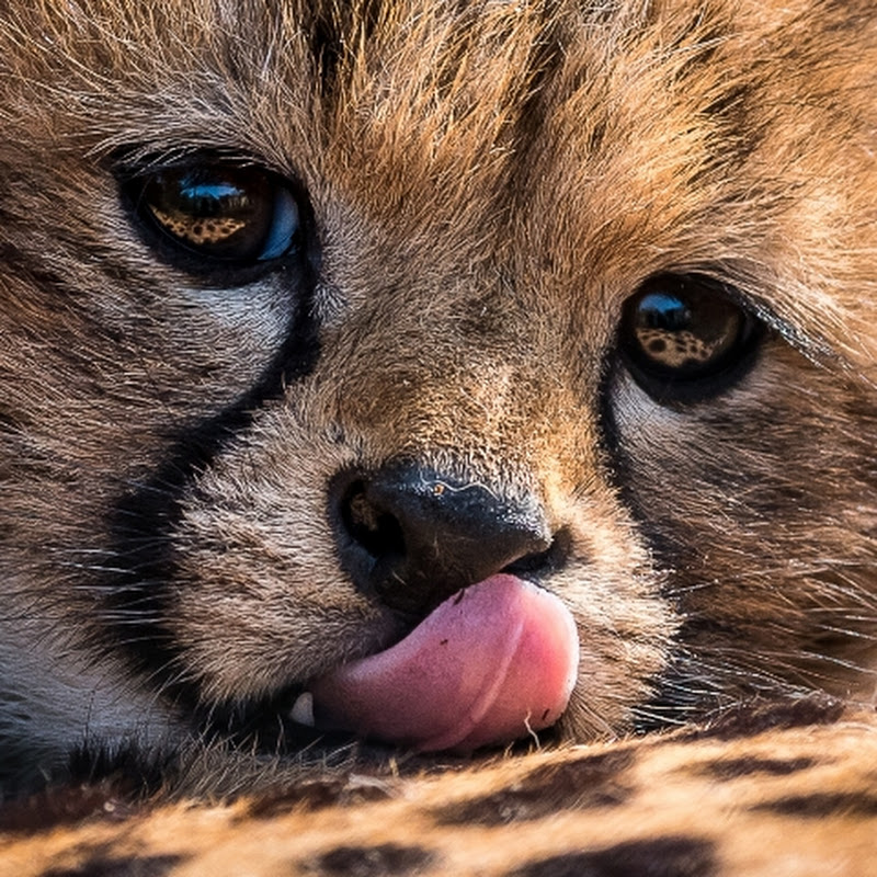 Linda Smit Wildlife Impressions