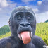 LTK03Phuf5s-channel-avatar-Gorillas. Kiburi family 