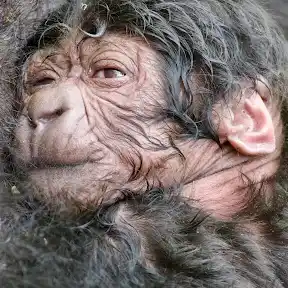 Dian Fossey Gorilla Fund YouTube channel