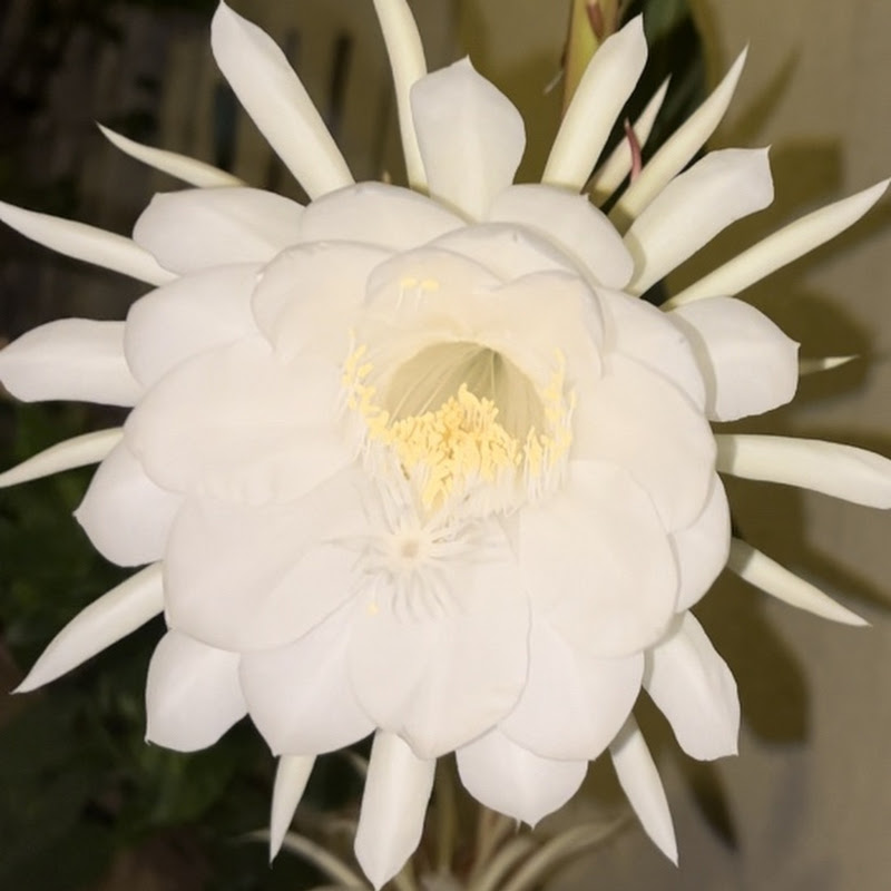 flowerss_blooming