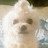 @꽃보다댕댕이