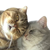 幸せならニャンって鳴こう