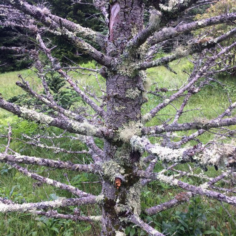 JPB CuBrAl Shop Logo