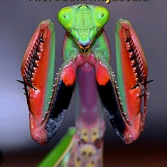 Mantis Bro