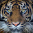 @Supertijger63