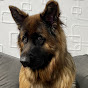 Axel-German shepherd  - @Axel-Germanshepherd - Youtube