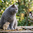 tWMOz3_RLDQ-channel-avatar-Kitten Bird TV